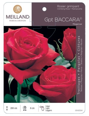 BACCARA ® Meigersar Rosier grimpant