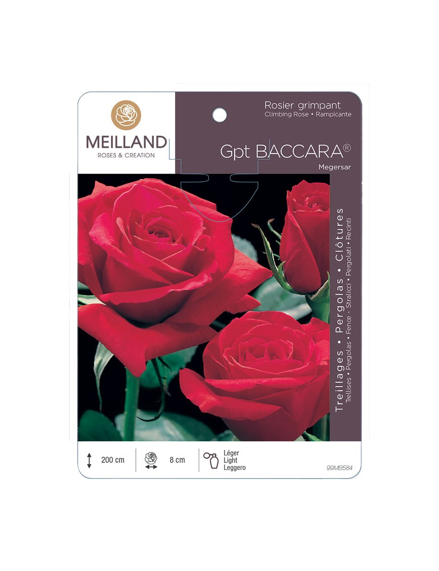 BACCARA ® Meigersar Rosier grimpant