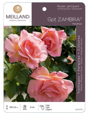 ZAMBRA ® Meialfisar Rosier grimpant