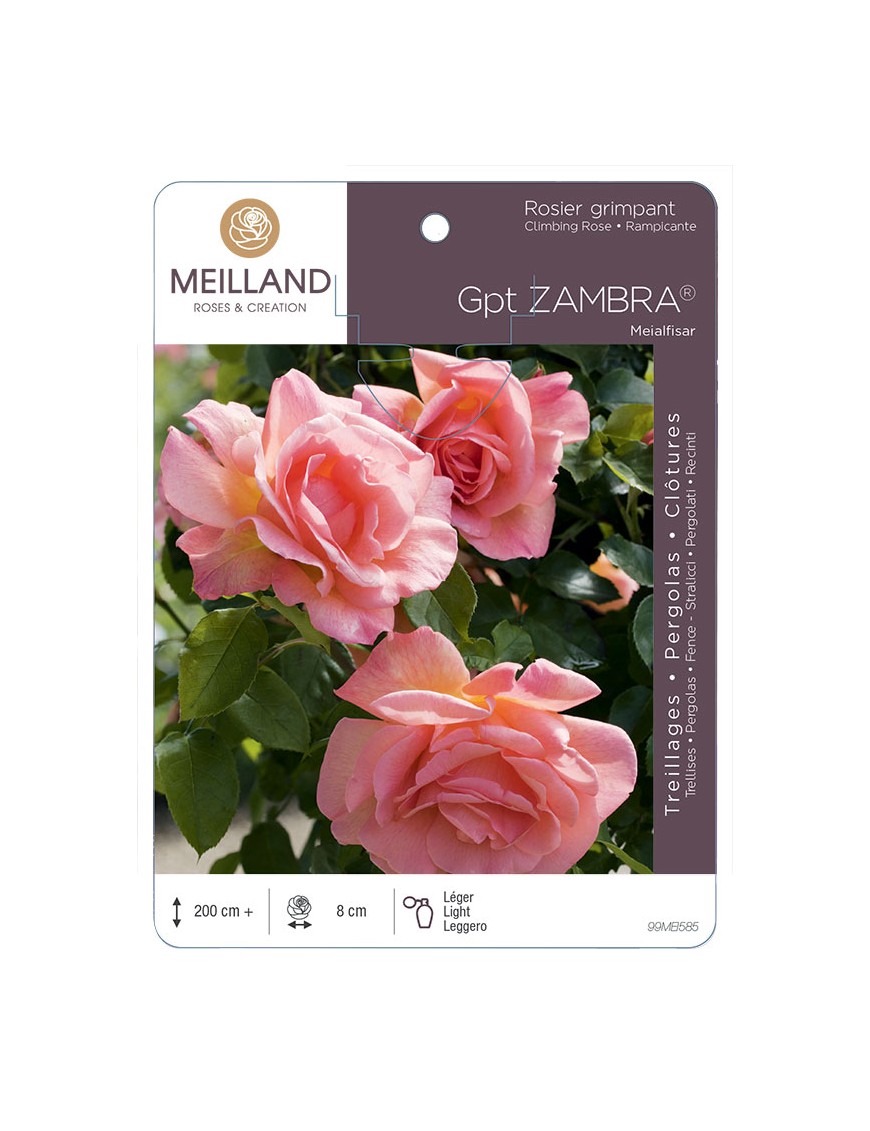 ZAMBRA ® Meialfisar Rosier grimpant