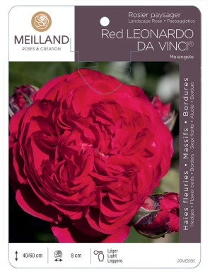 RED LEONARD DA VINCI ® Meiangele Rosier paysager