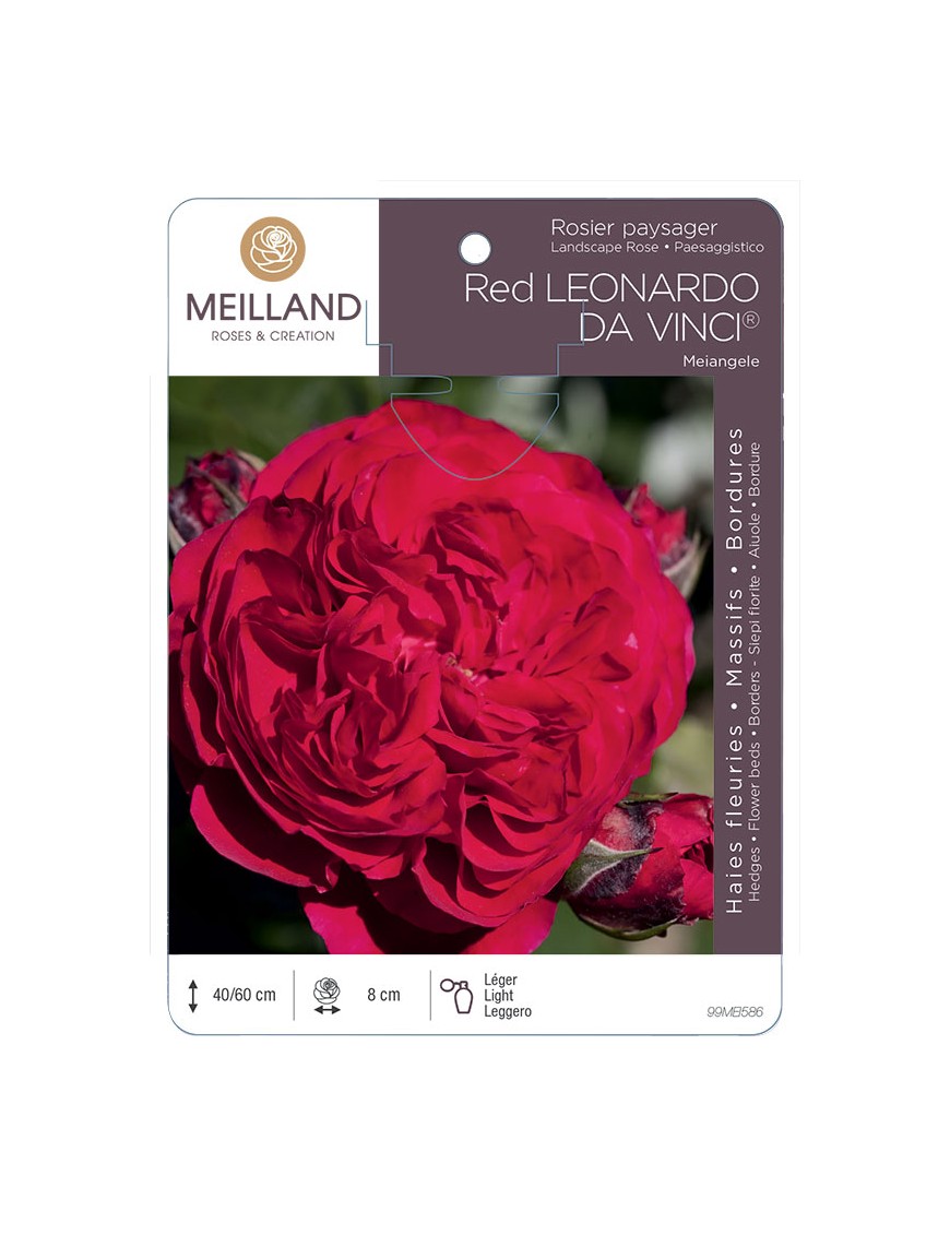 RED LEONARD DA VINCI ® Meiangele Rosier paysager