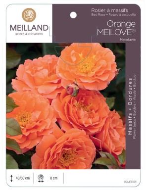 Orange MEILOVE® Meipluvia Rosier à massifs