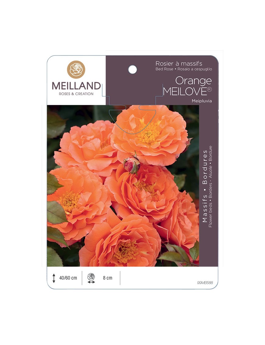 Orange MEILOVE® Meipluvia Rosier à massifs