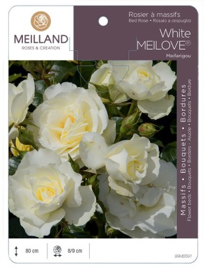 White MEILOVE® Meifarigou Rosier à massifs