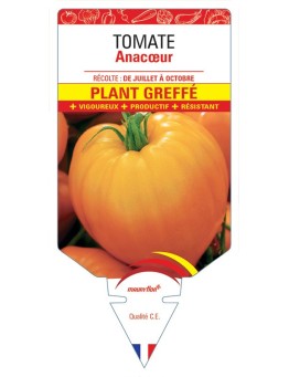 TOMATE ANACŒUR F1 PLANT GREFFÉ