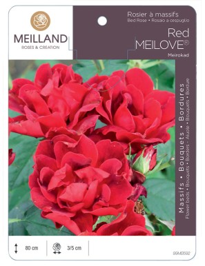 Red MEILOVE® Meirokad Rosier à massifs