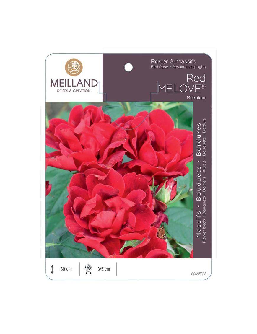 Red MEILOVE® Meirokad Rosier à massifs