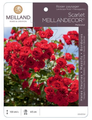 Scarlet MEILLANDECOR ® Meikrotal Rosier paysager