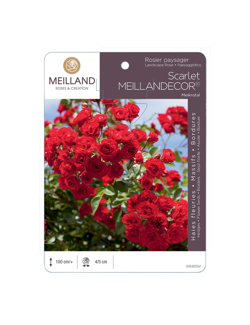 Scarlet MEILLANDECOR ® Meikrotal Rosier paysager