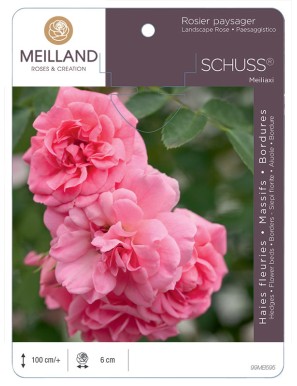 SCHUSS® Meiliaxi Rosier paysager