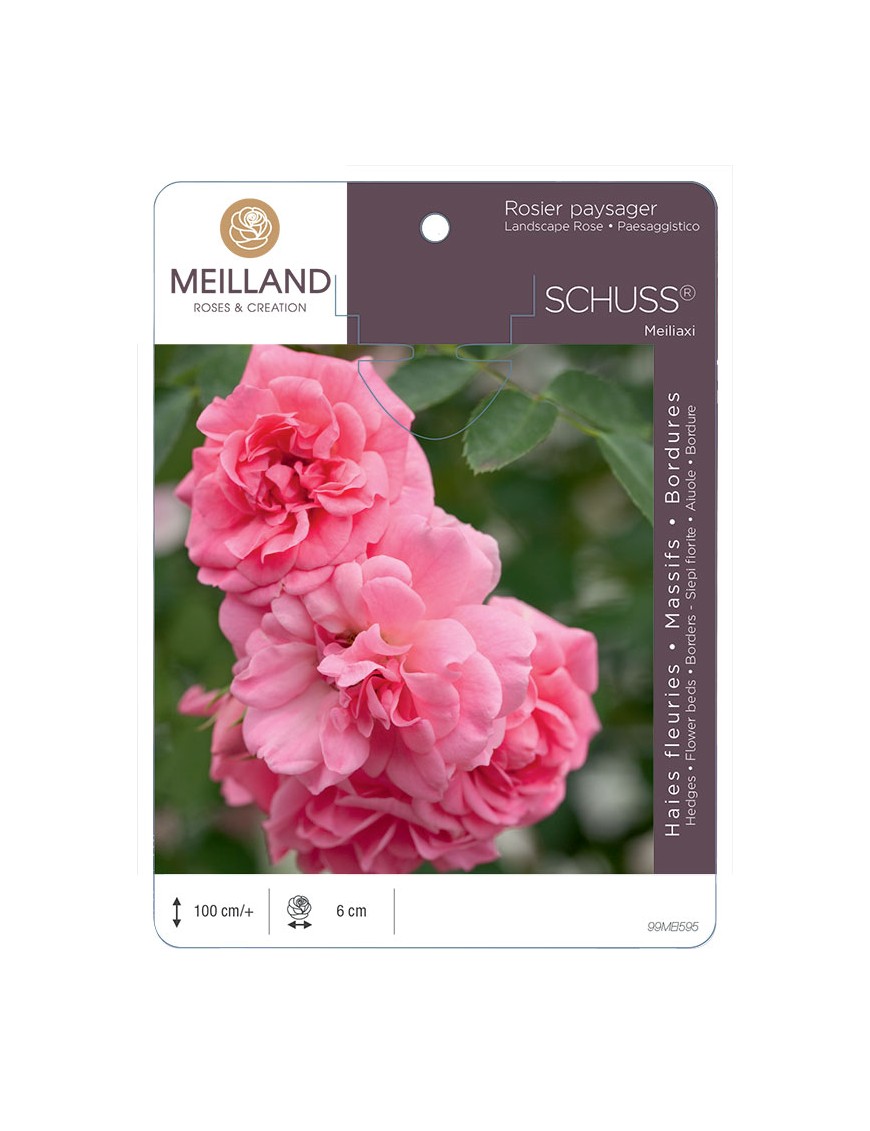 SCHUSS® Meiliaxi Rosier paysager
