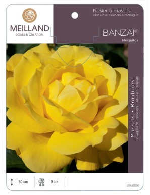 BANZAI ® Meiquitos Rosier à grandes fleurs