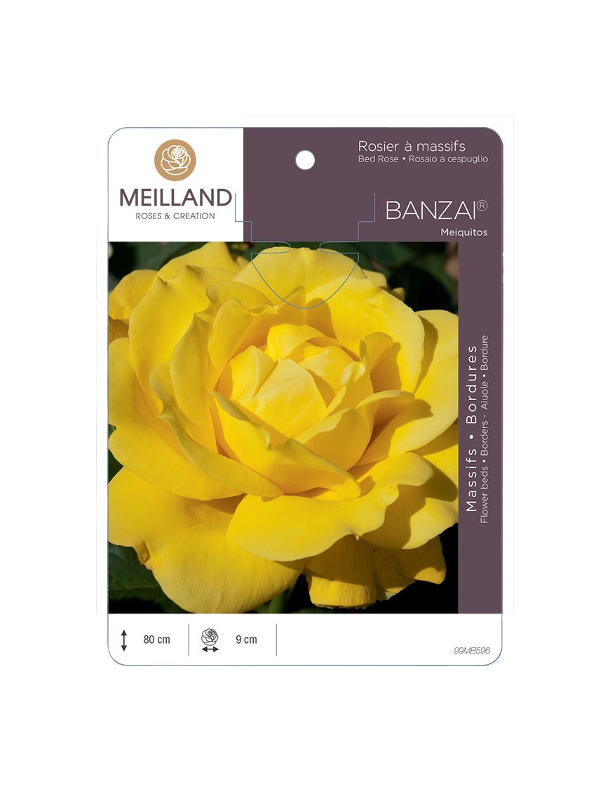 BANZAI ® Meiquitos Rosier à grandes fleurs