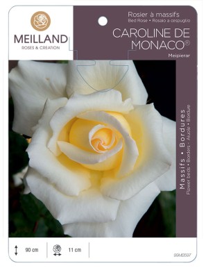 CAROLINE DE MONACO ® Meipierar Rosier à grandes fleurs