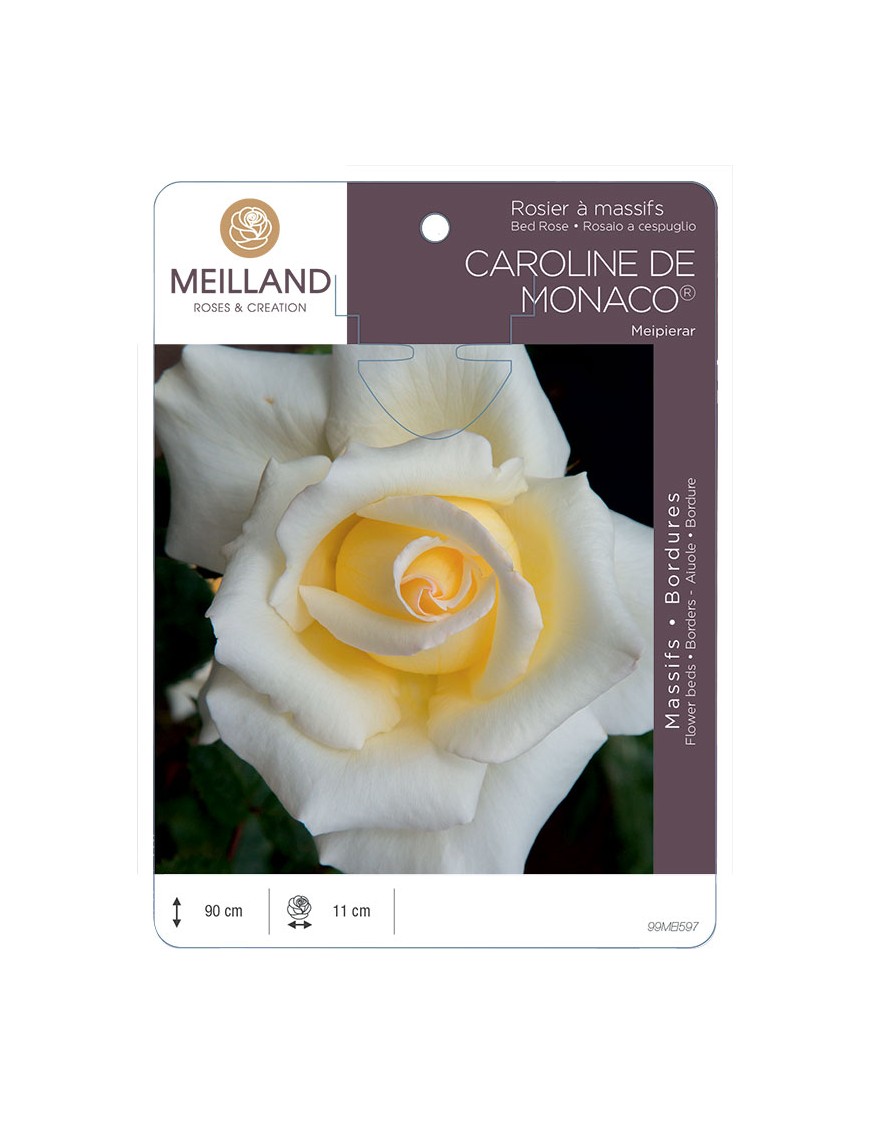 CAROLINE DE MONACO ® Meipierar Rosier à grandes fleurs