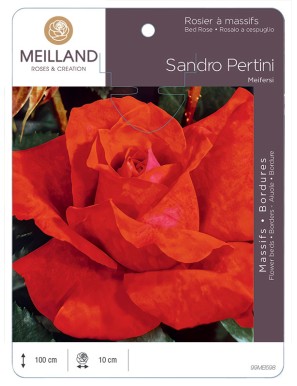 SANDRO PERTINI Meifersi Rosier à grandes fleurs