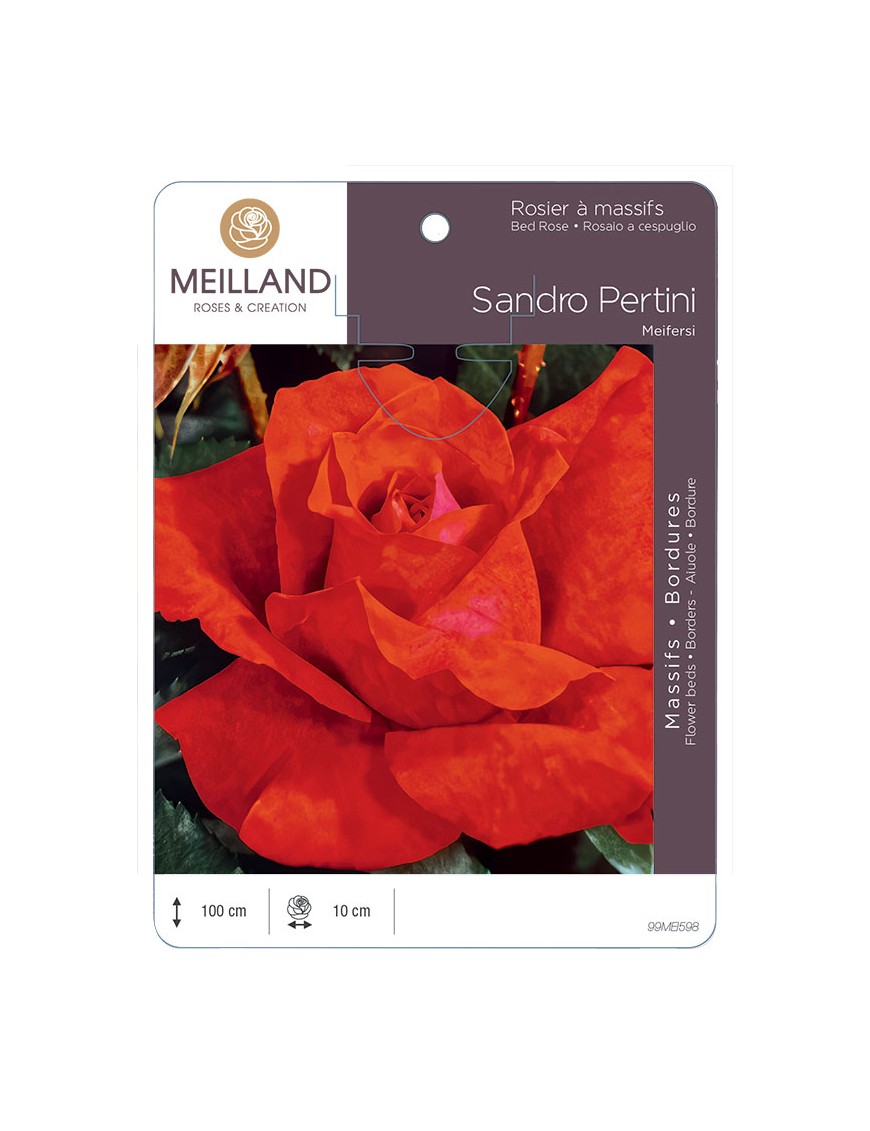 SANDRO PERTINI Meifersi Rosier à grandes fleurs