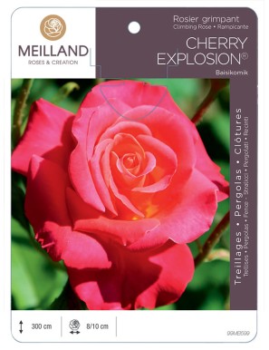 CHERRY EXPLOSION® Baisikomik Rosier grimpant