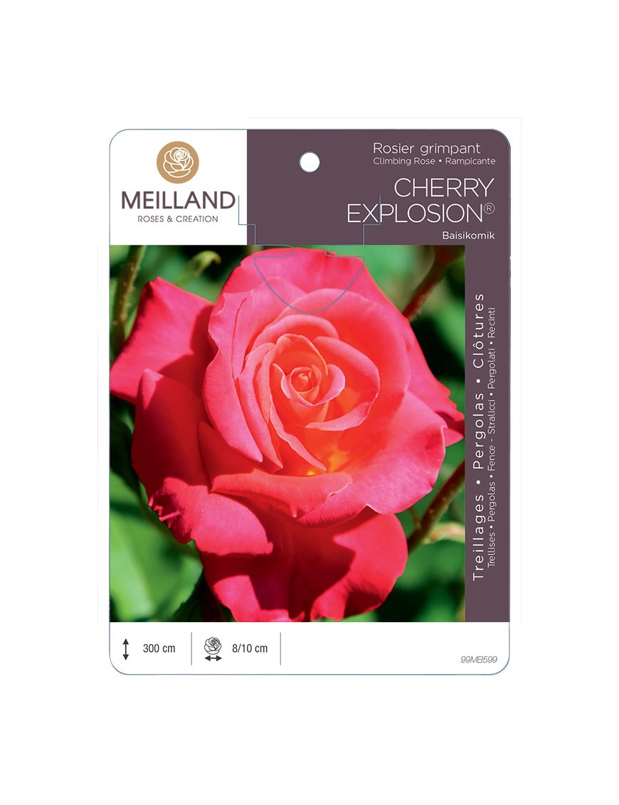 CHERRY EXPLOSION® Baisikomik Rosier grimpant