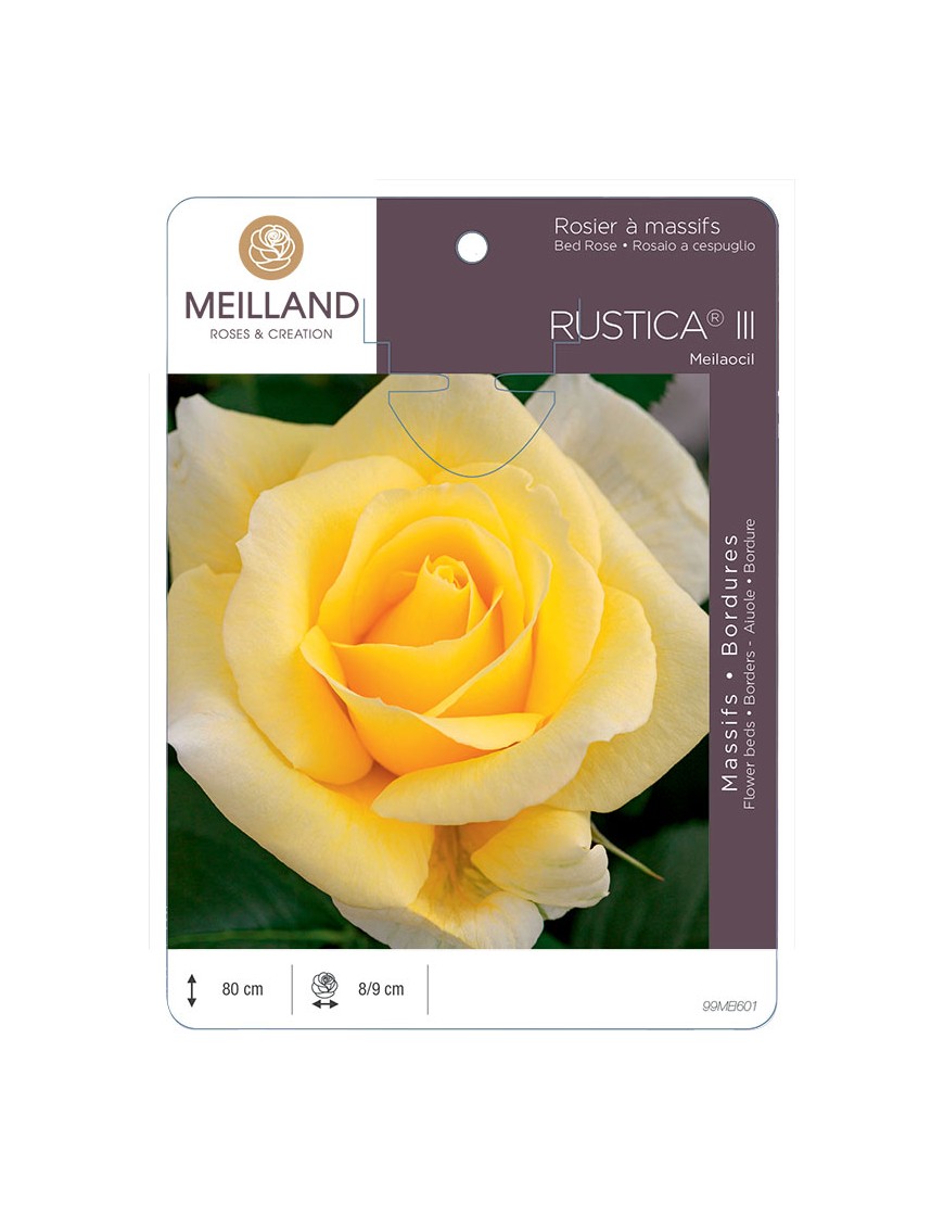 RUSTICA® III Meilaocil Rosier à massifs