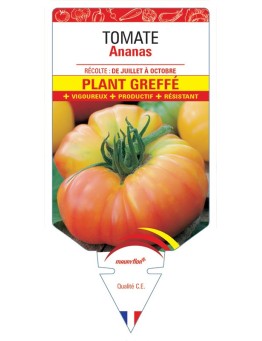 TOMATE ANANAS PLANT GREFFÉ