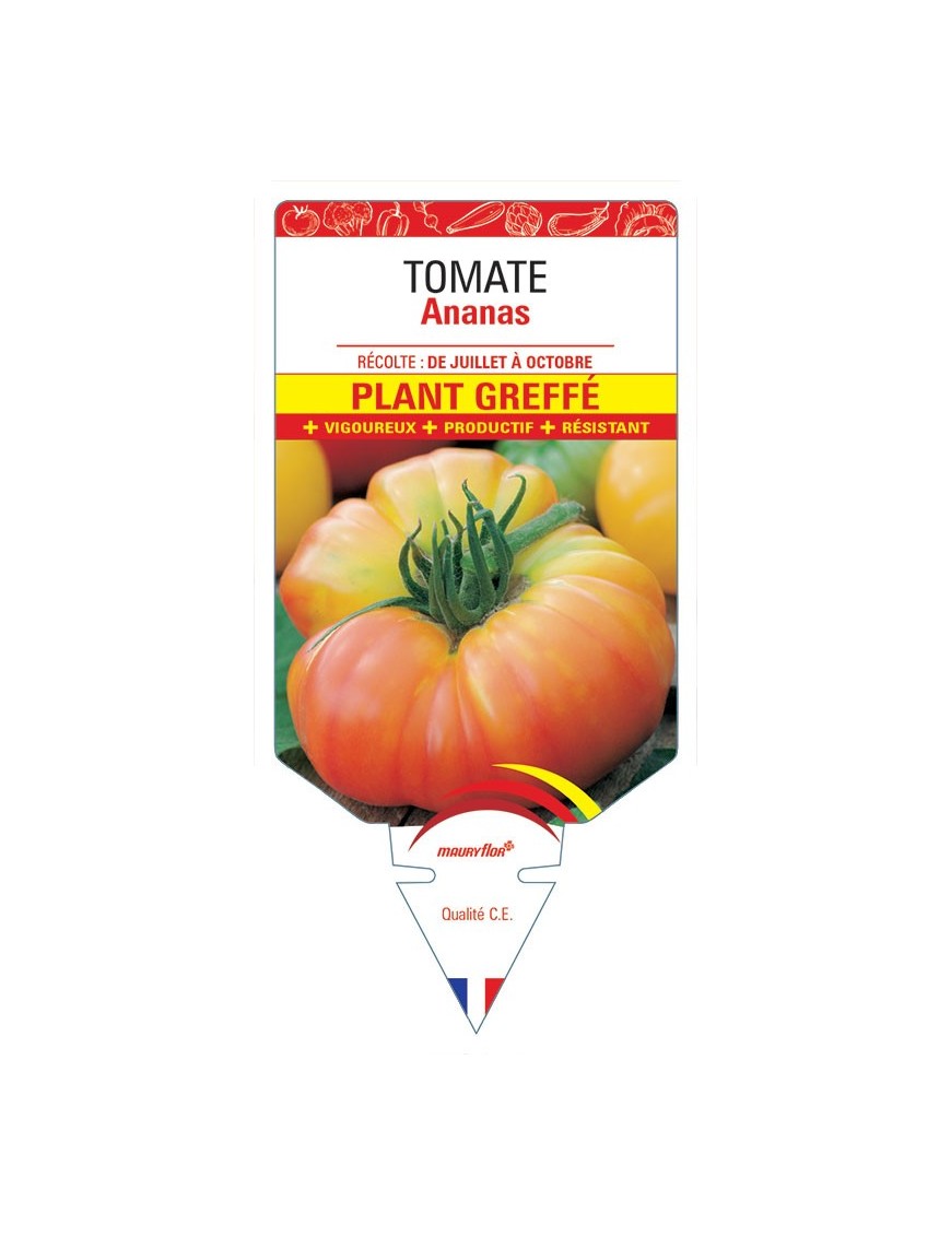 TOMATE ANANAS PLANT GREFFÉ