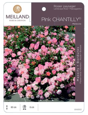 Pink CHANTILLY® Meilevire Rosier paysager