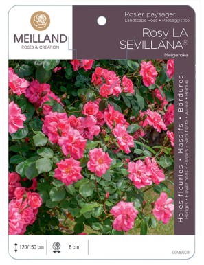 Rosier paysager Rosy LA SEVILLANA® Meigeroka
