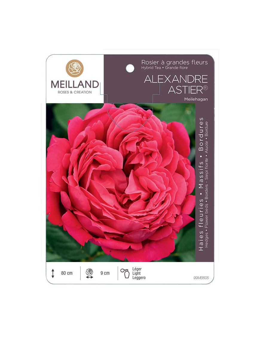 Rosier à grandes fleurs ALEXANDRE ASTIER® Meilehagan