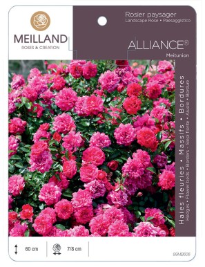 Rosier paysager ALLIANCE® Meitunion