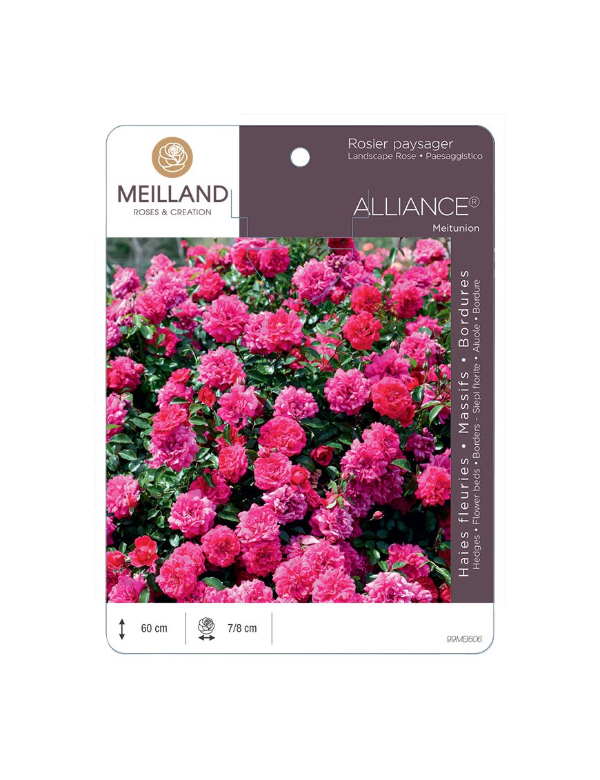 Rosier paysager ALLIANCE® Meitunion