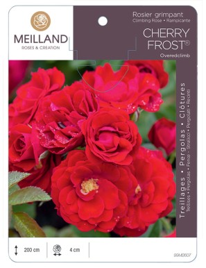 Rosier grimpant CHERRY FROST® Overedclimb