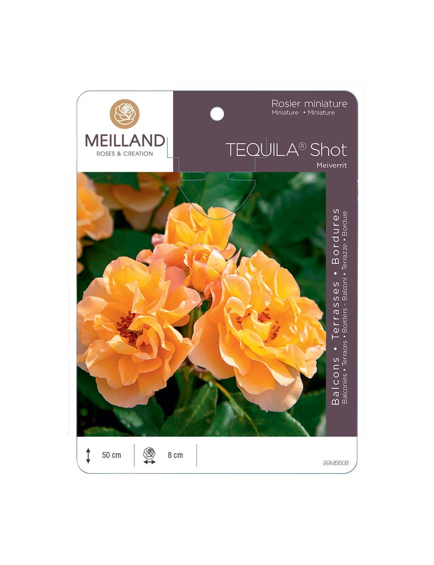 Rosier miniature TEQUILA® Shot Meiverrit