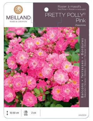Rosier à massifs PRETTY POLLY® Pink Zlepolon