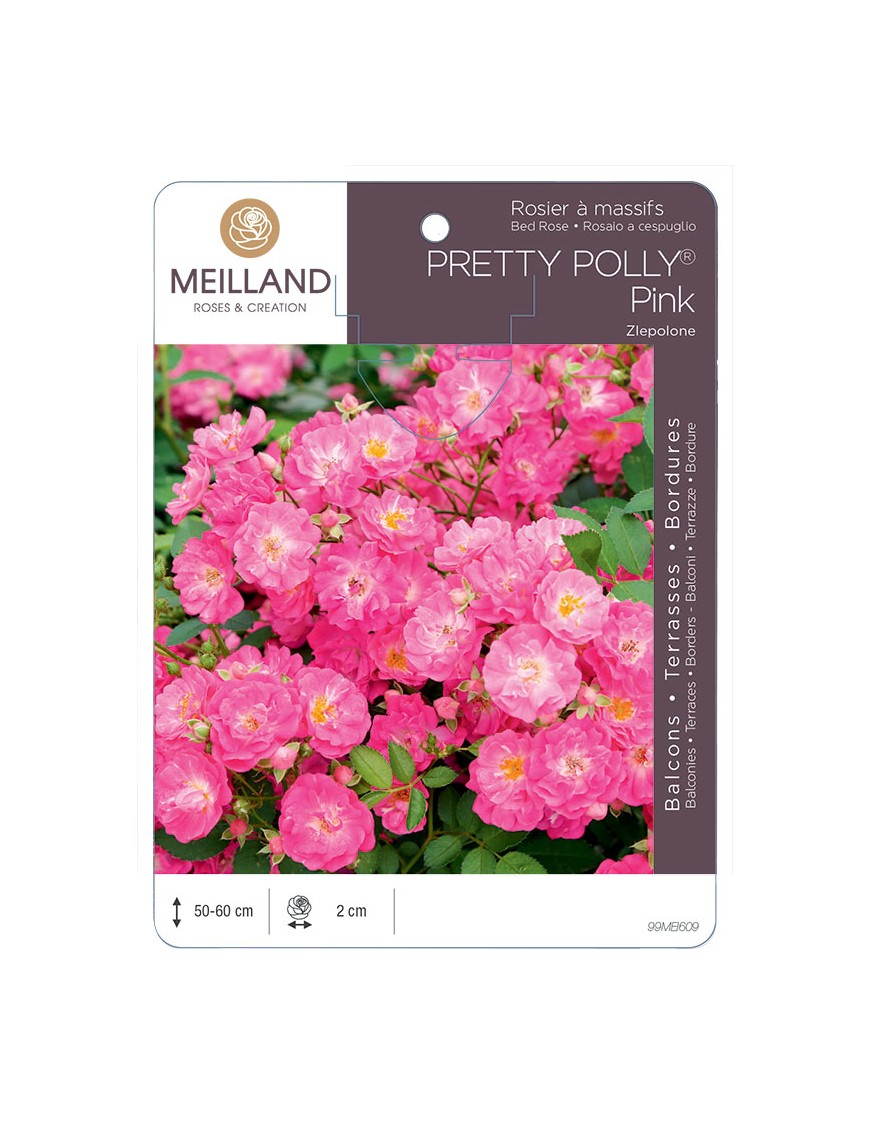 Rosier à massifs PRETTY POLLY® Pink Zlepolon