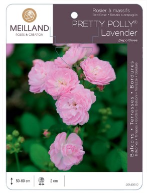 Rosier à massifs PRETTY POLLY® Lavender Zlepolthree