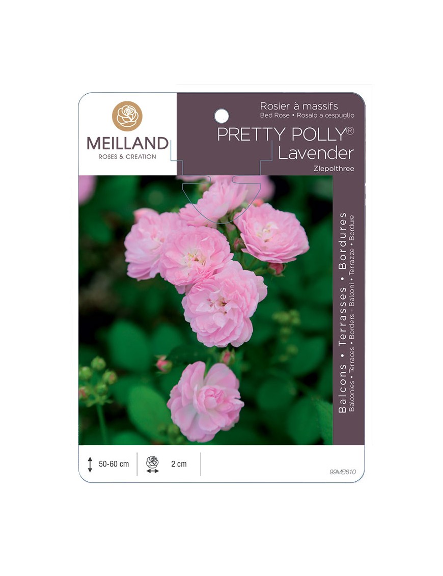 Rosier à massifs PRETTY POLLY® Lavender Zlepolthree