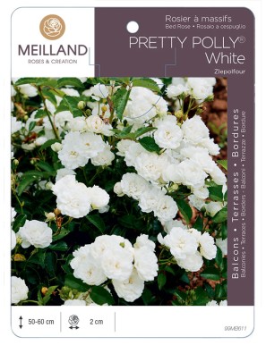 Rosier à massifs PRETTY POLLY® White Zlepolfour