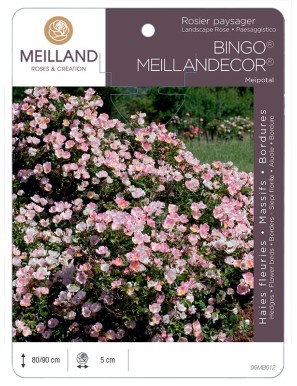 Rosier paysager BINGO® MEILLANDECOR® Meipotal