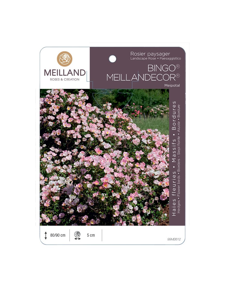 Rosier paysager BINGO® MEILLANDECOR® Meipotal