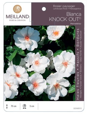Rosier paysager Bianca KNOCK OUT® Meiradblaz