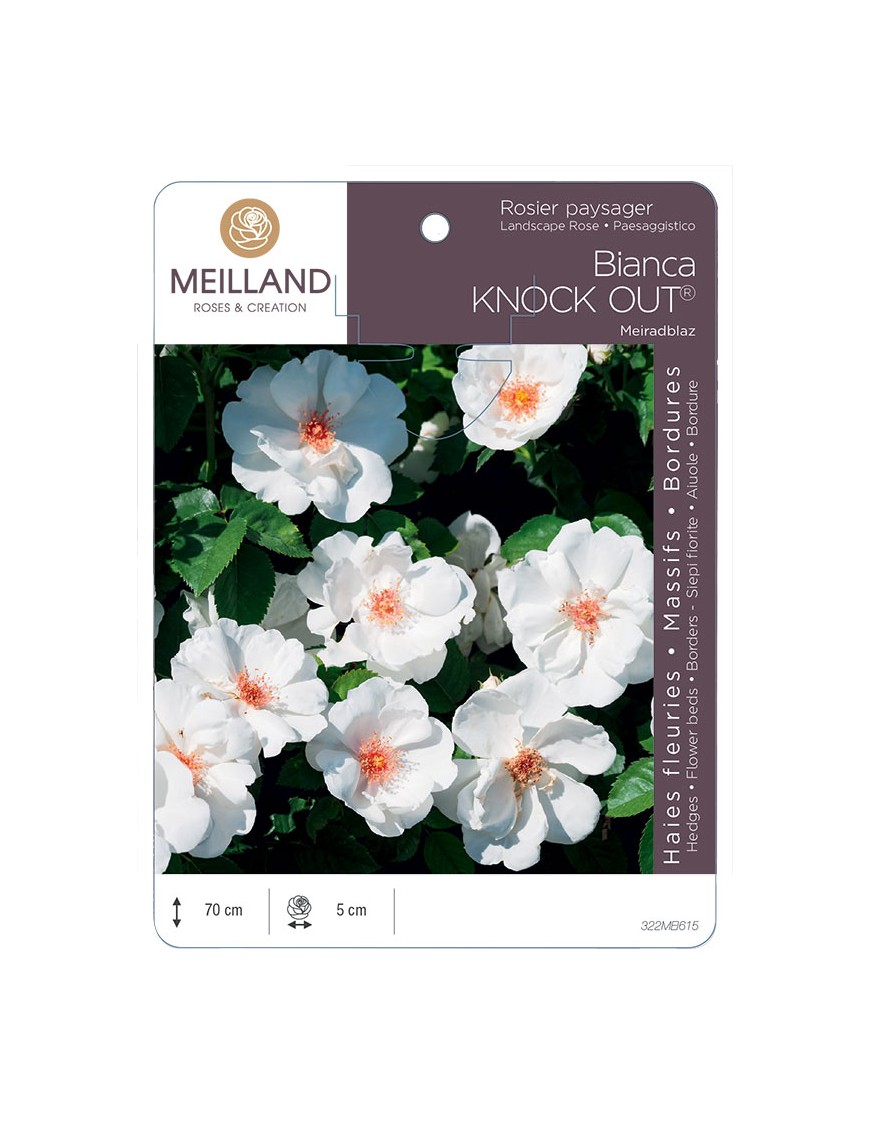 Rosier paysager Bianca KNOCK OUT® Meiradblaz