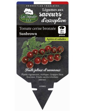 Tomate cerise bonzée Sunbrown