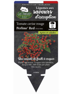 Tomate cerise rouge Perlino® Red (TO15 066)