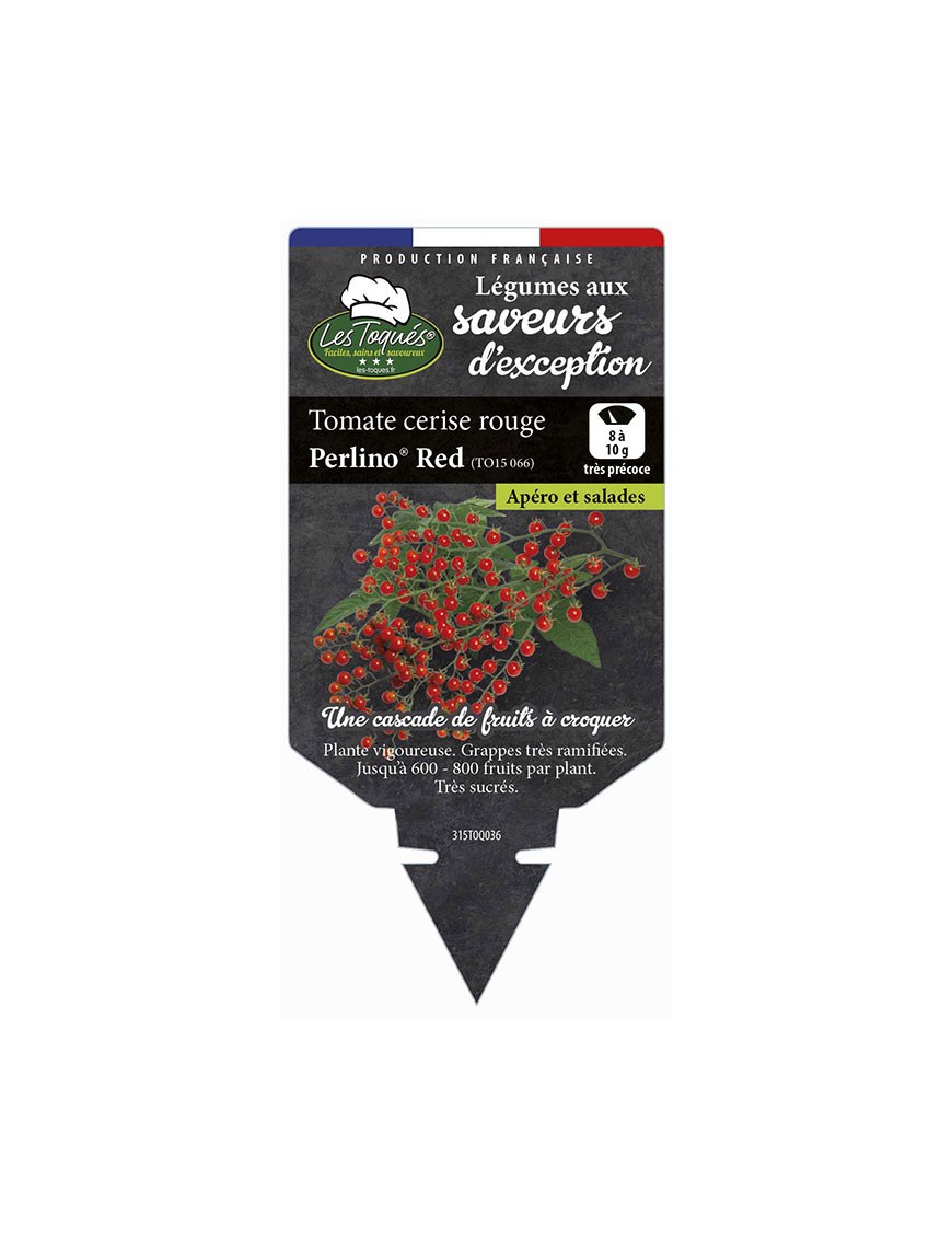 Tomate cerise rouge Perlino® Red (TO15 066)