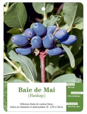 Baie de Mai Haskap