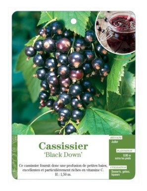 CASSISSIER 'BLACK DOWN'