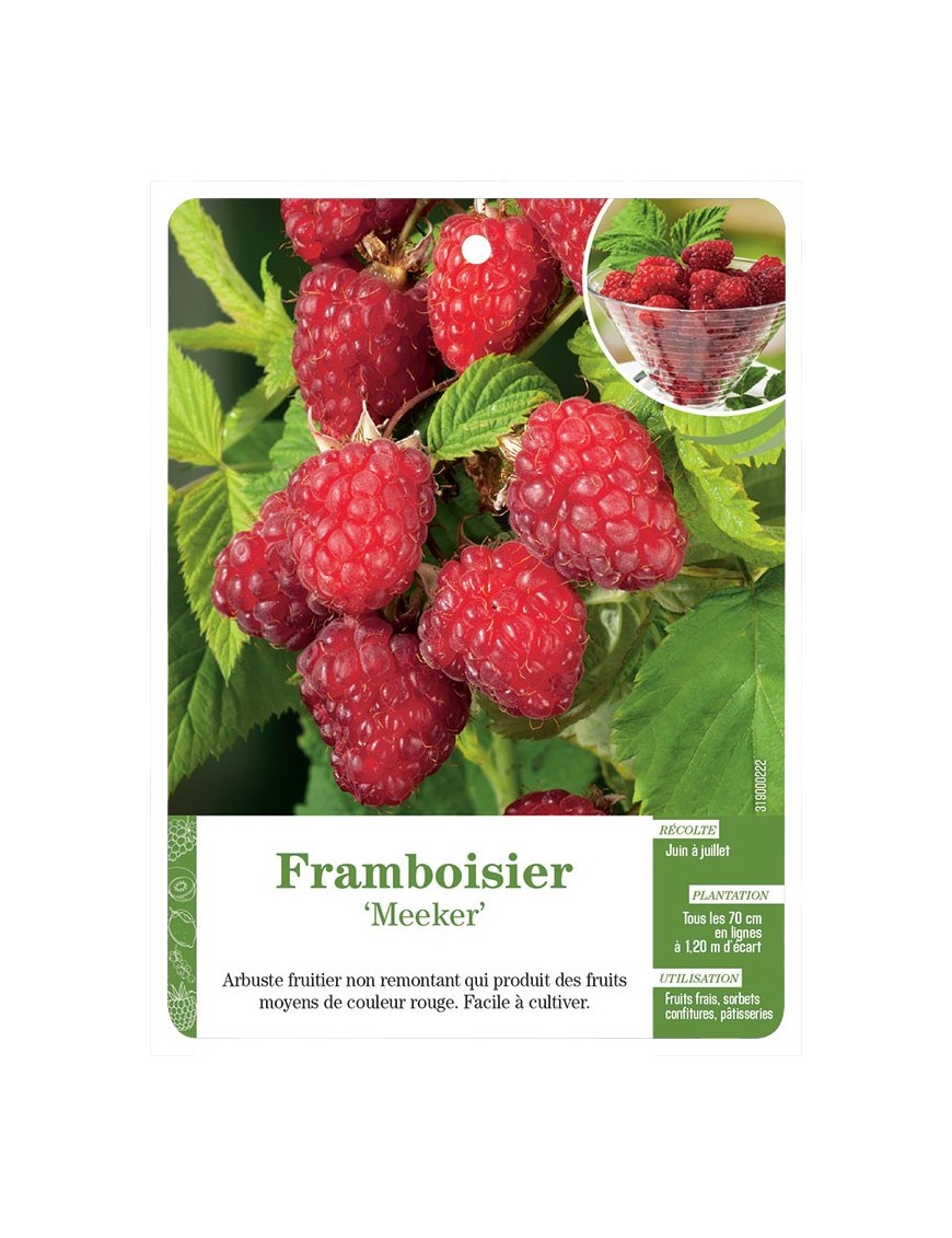 FRAMBOISIER ‘MEEKER’