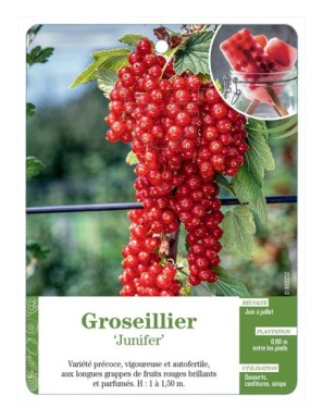GROSEILLIER 'JUNIFER'